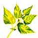 ortie77or.jpg
