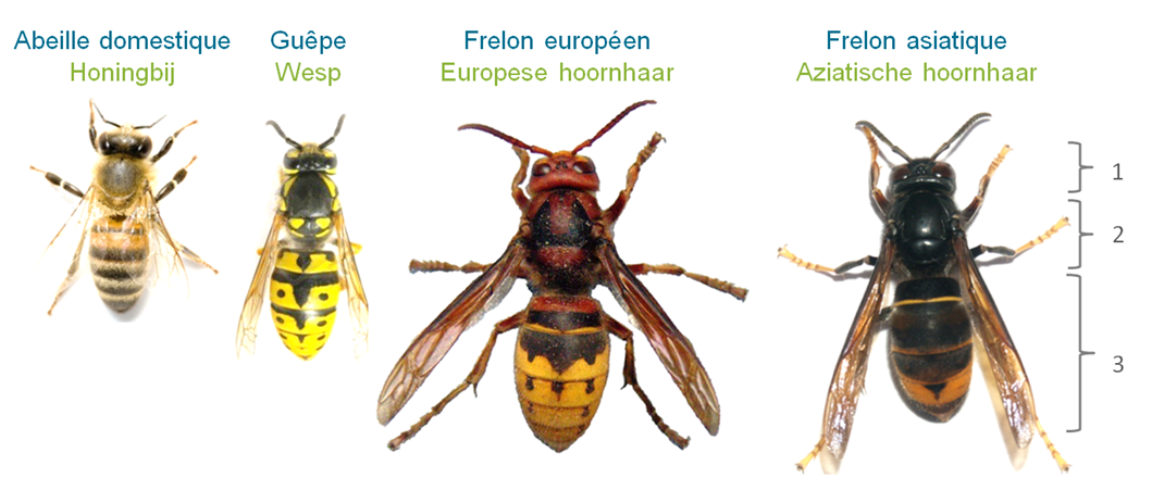 Frelon asiatique Frelon asiatique
